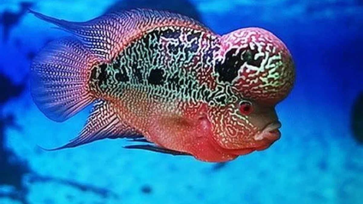 5 Jenis Ikan Louhan yang Sangat Populer dan Memiliki Warna yang Sangat Cantik