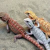 Menjadi Kesukaan Penghobi, 5 Fakta Menarik Tentang Kadal Pogona vitticeps