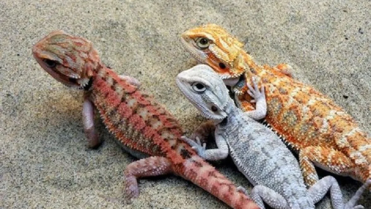 Menjadi Kesukaan Penghobi, 5 Fakta Menarik Tentang Kadal Pogona vitticeps