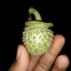 Apabila Memakan Buah ini Akan Mengalami Halusinasi, Fakta Mengenai Kecubung