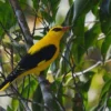 6 Fakta Menarik Burung Golden Oriole atau Kepodang Emas, Si Burung Berbadan Warna Kuning 