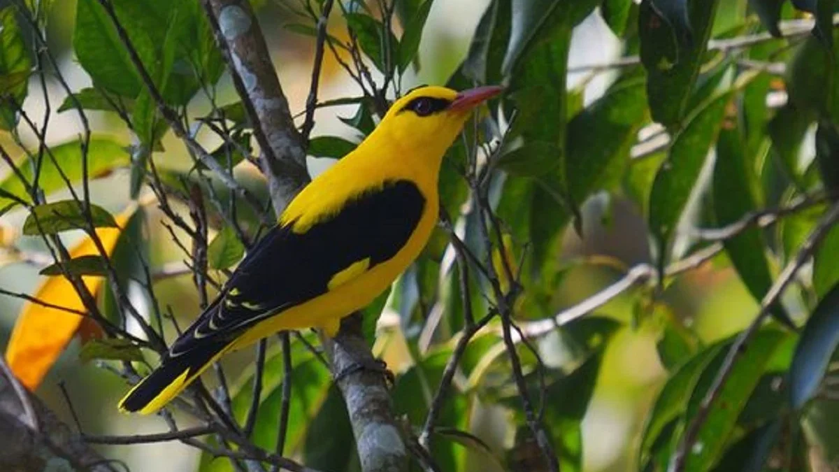 6 Fakta Menarik Burung Golden Oriole atau Kepodang Emas, Si Burung Berbadan Warna Kuning 