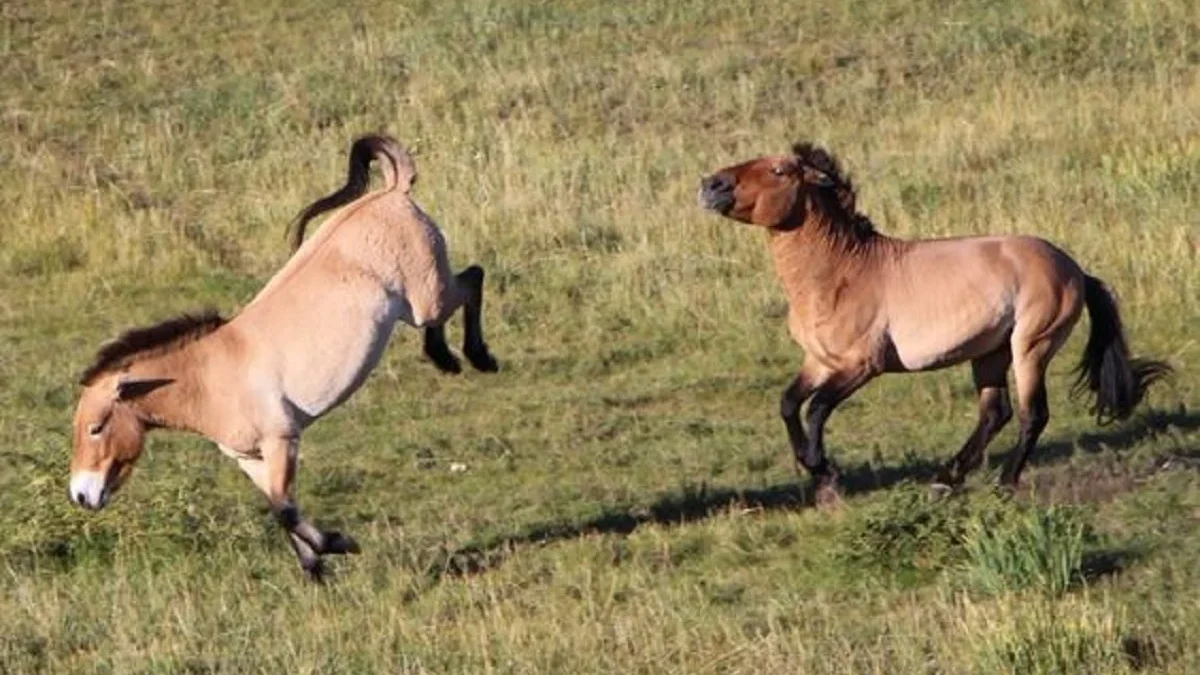 5 Fakta Menarik Kuda Prezewalski, Salah Satu Jenis Kuda Liar yang Masih Tersisa 