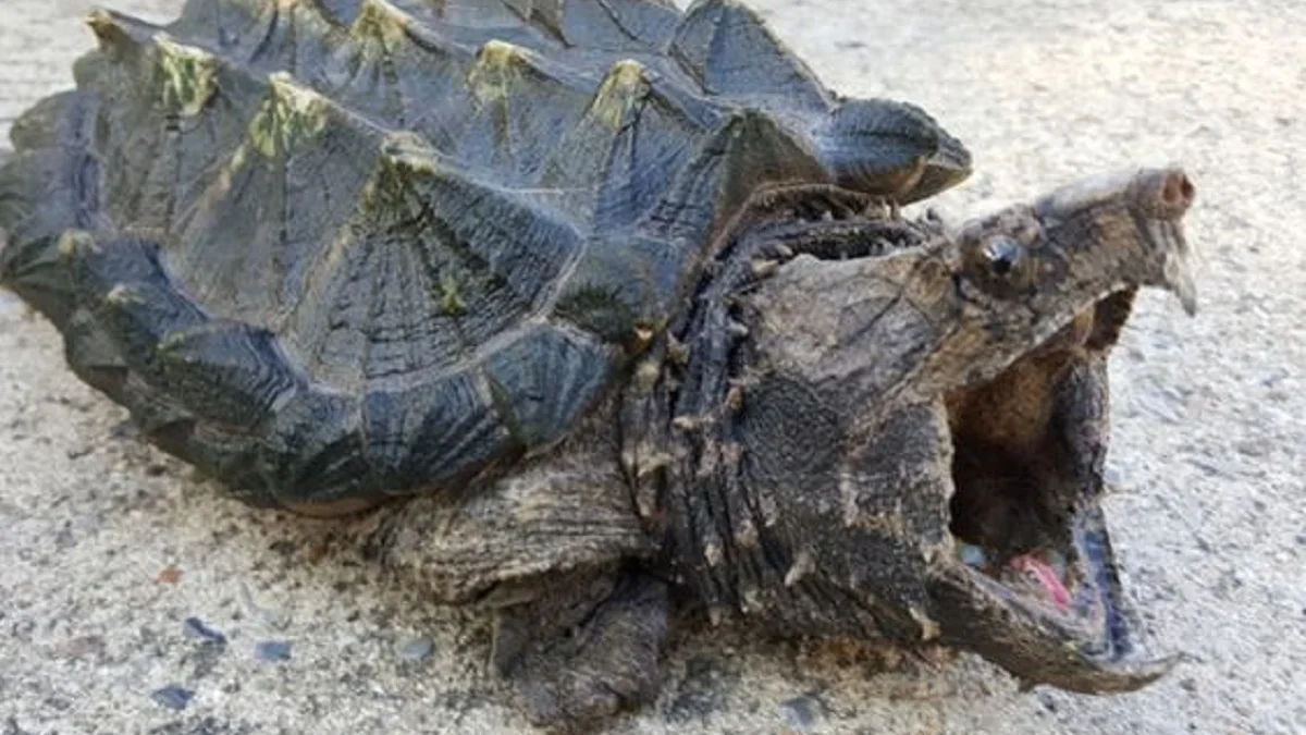 Bisa Berumur Panjang dan Memancing Menggunakan Lidah, Fakta Mengenai Kura – Kura Aligator