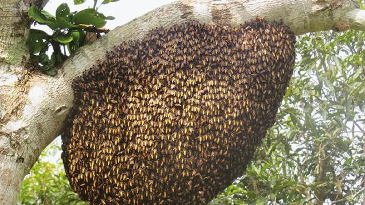 5 Fakta Menarik Lebah, Si Kecil Namun Sangat Bermanfaat Bagi Kehidupan Manusia 