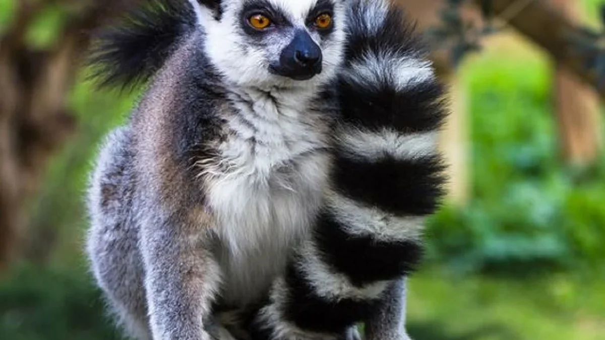 Sangat Eksotis Sekali, 5 Hewan Endemik yang Berasal dari Madagaskar, yang Sangat Unik dan Langka 