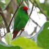 Si Paruh Bengkok, 5 Fakta Mengenai Burung Loriculus, atau Burung Serindit Burung Berwarna Hijau 