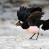 5 Fakta Tentang Burung Maleo, Burung Endemik Indonesia Yang Sangat Terancam Punah 