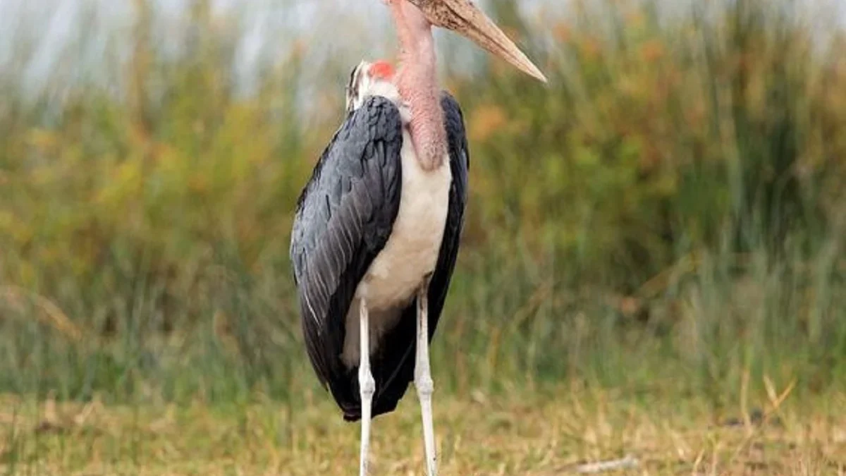 6 Fakta Unik Burung Bangau Marabou, Si Bangau yang Jelek Rupa 