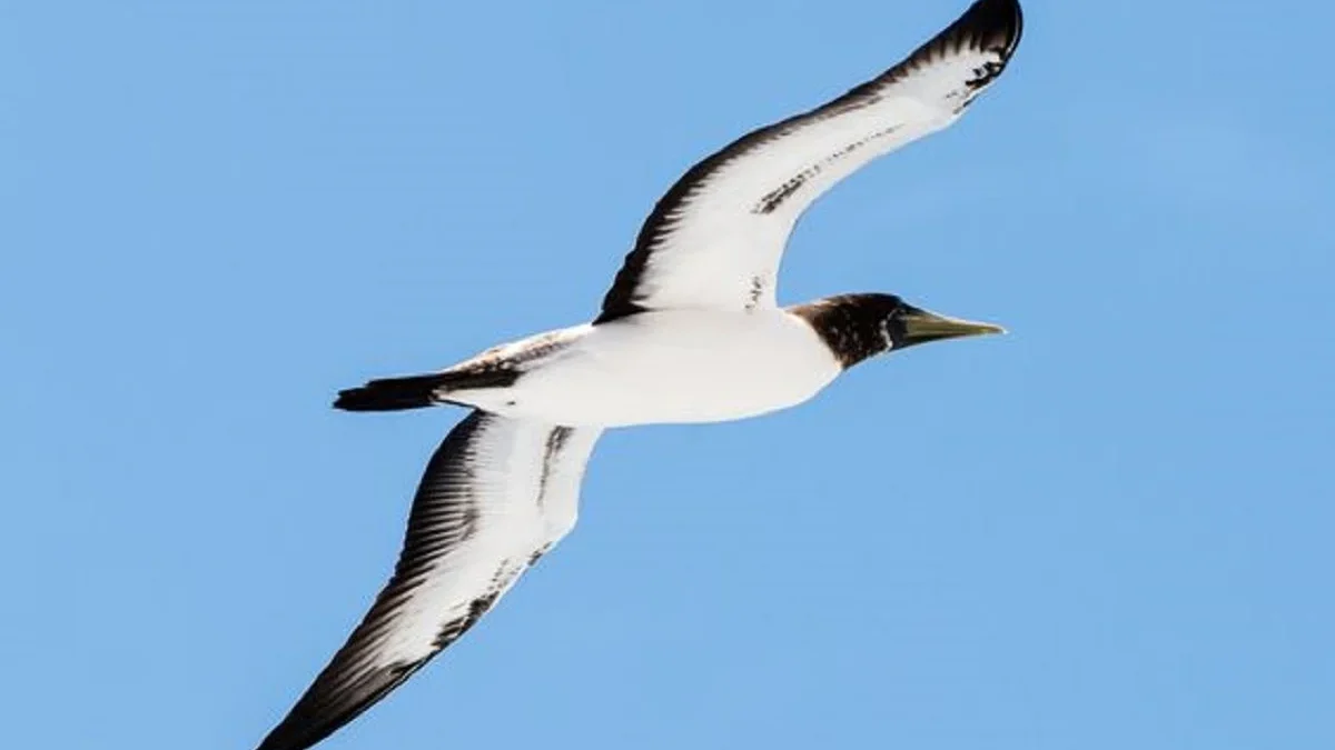 6 Fakta Menarik Masked Booby, Burung Pemakan Ikan dan Cumi – Cumi 