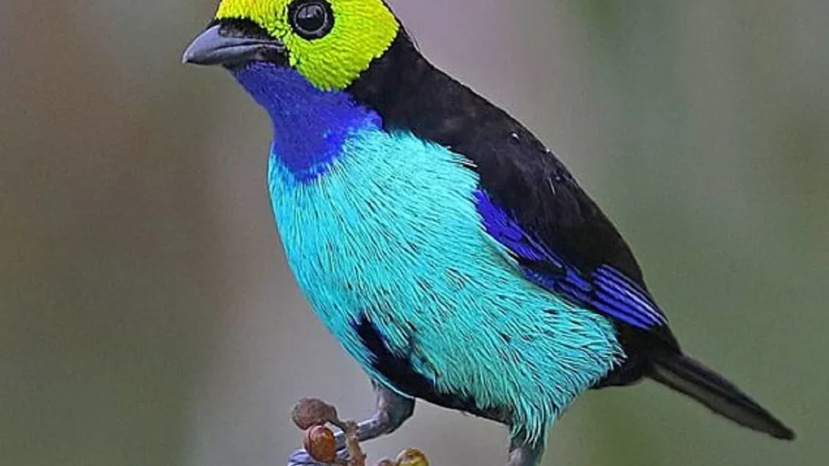 6 Fakta Unik Burung Paradise Tanager, Burung yang Sangat Menarik 