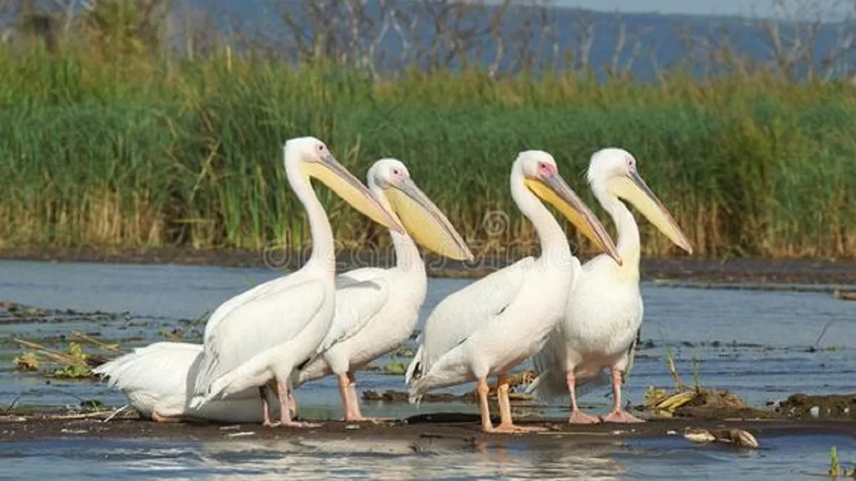 Sangat Memukau Mata Sekali, 5 Jenis Burung Dengan Sayap Terpanjang Di Dunia dan Sangat Memukau 