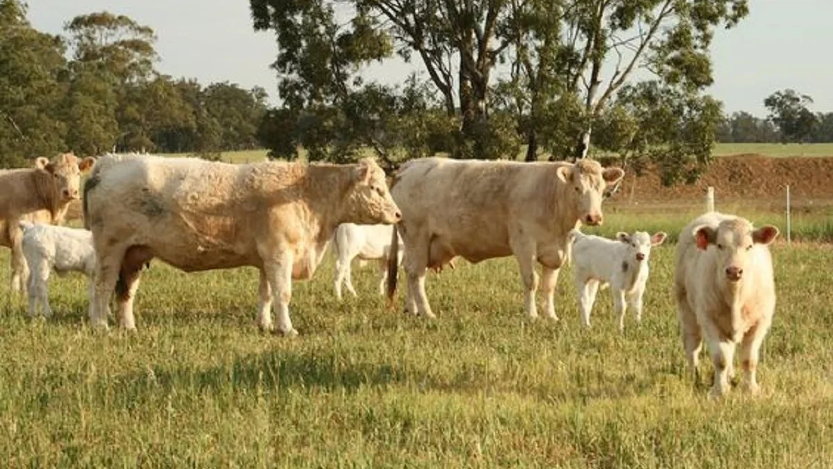 Kamu Ingin Tahu, 6 Jenis Sapi yang Ada di Australia yang Mungkin Belum Kamu Ketahui Sebelumnya 