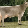 Memiliki Produksi Susu yang Berlimpah, 5 Fakta Menarik  tentang Sapi Brown Swiss, Sapi Penghasil Susu 