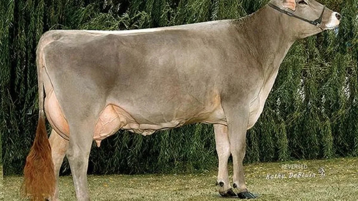 Memiliki Produksi Susu yang Berlimpah, 5 Fakta Menarik  tentang Sapi Brown Swiss, Sapi Penghasil Susu 