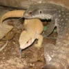 5 Fakta Menarik Tentang Savannah Monitor, Jenis Biawak yang Berasal dari Afrika 