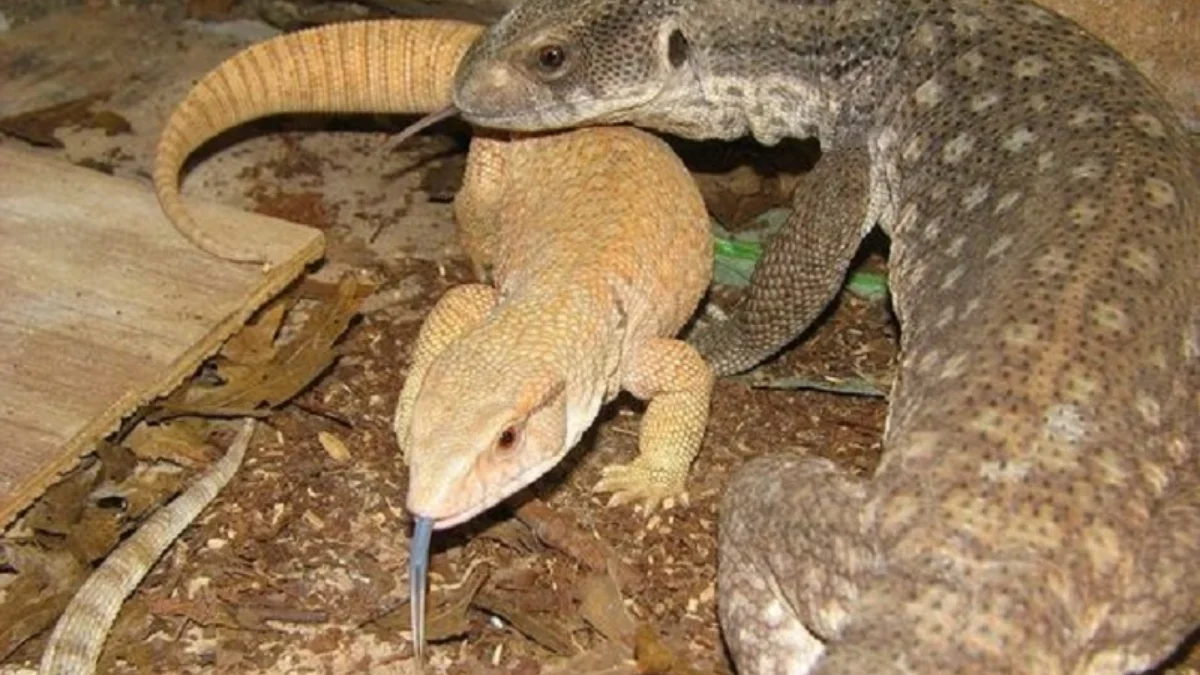 5 Fakta Menarik Tentang Savannah Monitor, Jenis Biawak yang Berasal dari Afrika 