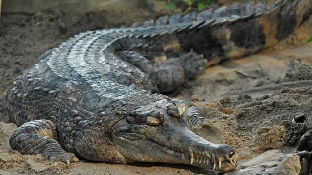 5 Fakta Menarik Buaya Senyulon, Buaya Pemakan Ikan