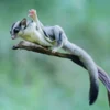 Kamu Punya Sugar Glider Berikut Adalah 5 Cara Menjinakkan Sugar Glider yang Mau Dipelihara 