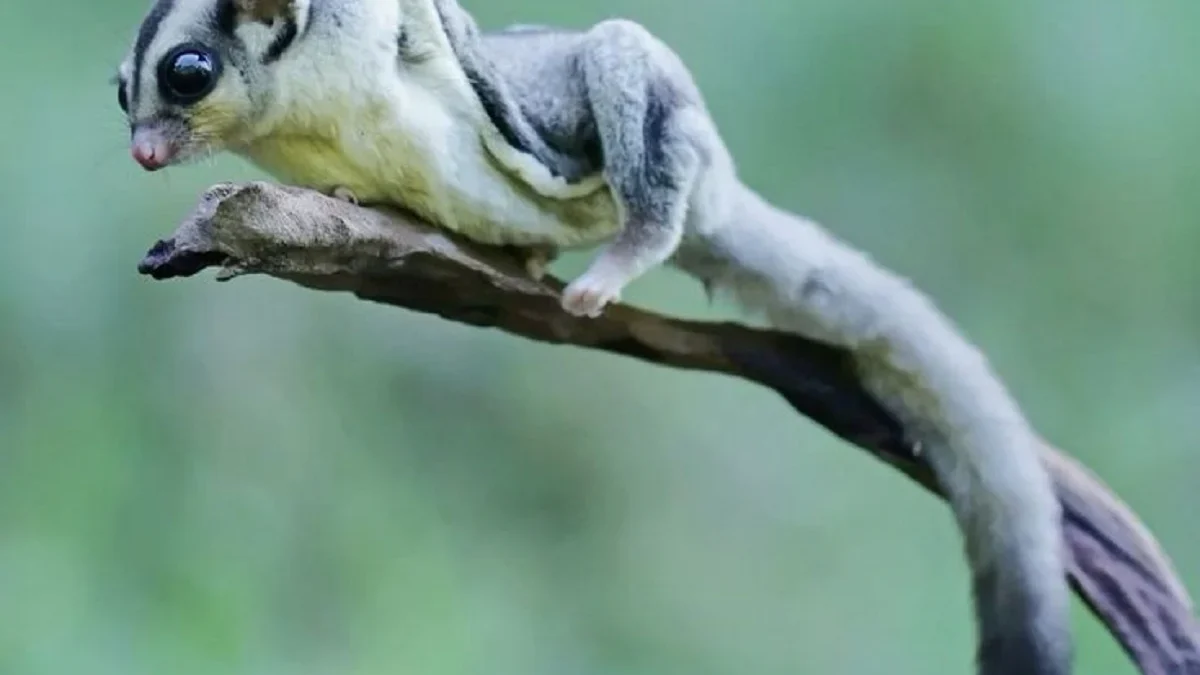 Kamu Punya Sugar Glider Berikut Adalah 5 Cara Menjinakkan Sugar Glider yang Mau Dipelihara 