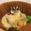 Bagi Kamu yang Baru Punya Sugar Glider, Cara Merawat Suger Glider Bagi Pemula