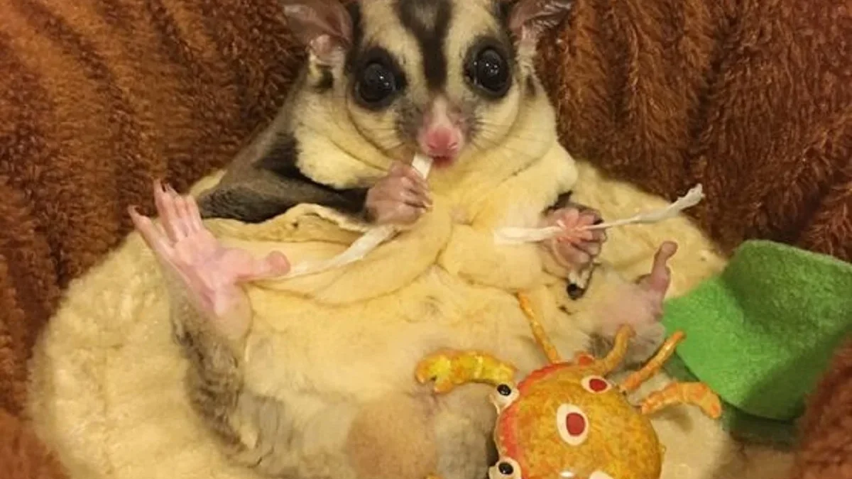 Bagi Kamu yang Baru Punya Sugar Glider, Cara Merawat Suger Glider Bagi Pemula