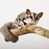 5 Fakta Tentang Sugar Glider, Hewan yang Menyukai Rasa Manis 