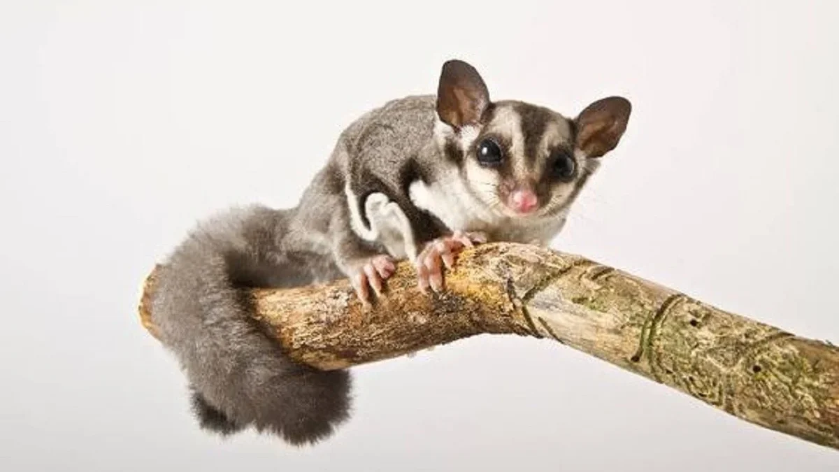 5 Fakta Tentang Sugar Glider, Hewan yang Menyukai Rasa Manis 