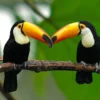 Memiliki Paruh yang Besar dan Unik, 5 Fakta Tentang Burung Toucan, Burung Paruh Unik dan Cantik 