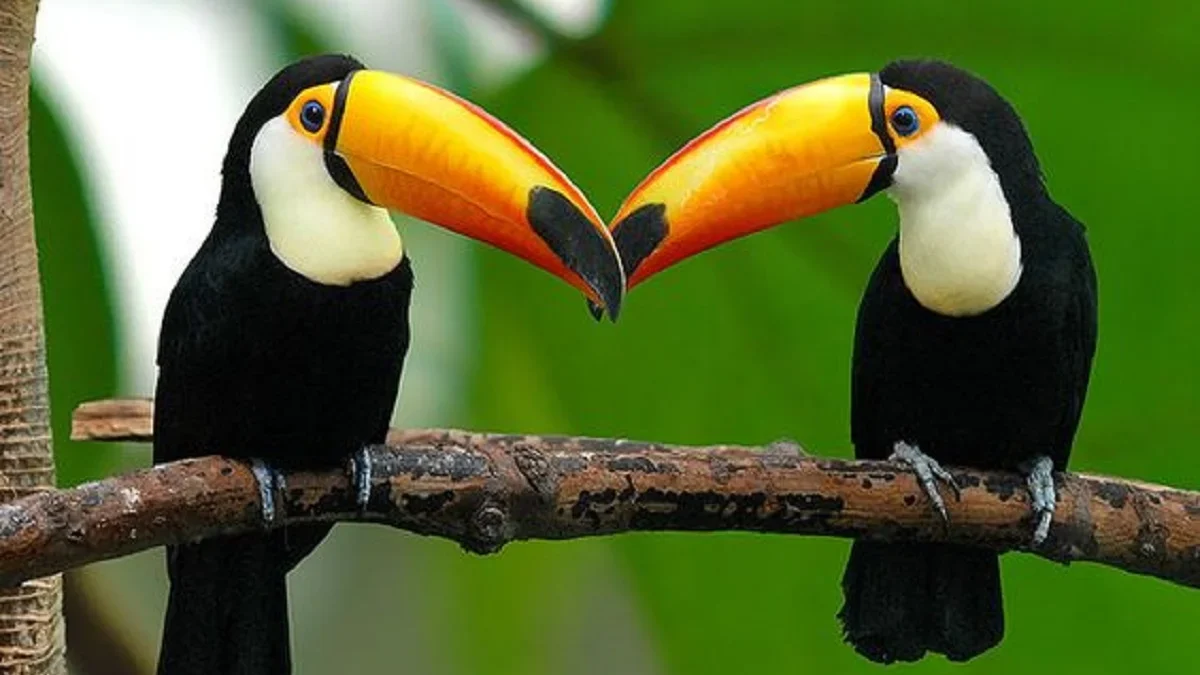 Memiliki Paruh yang Besar dan Unik, 5 Fakta Tentang Burung Toucan, Burung Paruh Unik dan Cantik 