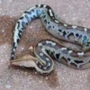 Beda Dari yang Lain ,Fakta Menarik Tentang Borneo Short Tailed Python, Jenis Ular Python Terpendek 