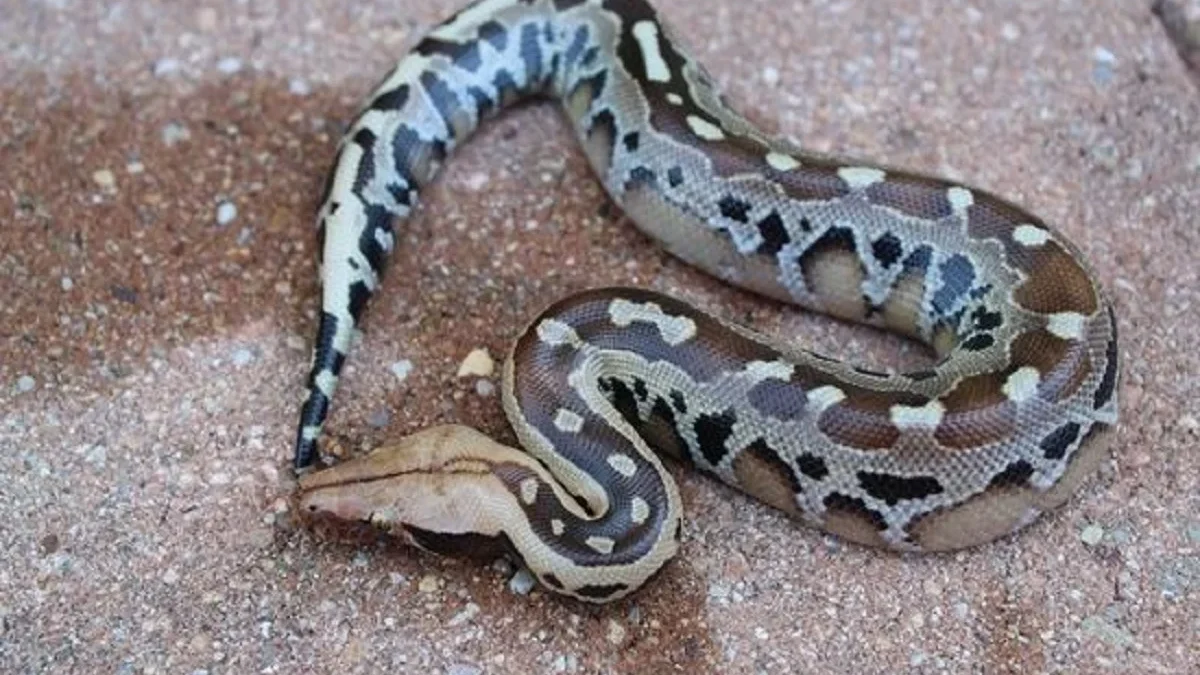 Beda Dari yang Lain ,Fakta Menarik Tentang Borneo Short Tailed Python, Jenis Ular Python Terpendek 