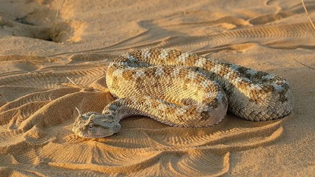 5 Fakta Menarik Mengenai Cerastes Cerastes, Ular Viper Gurun yang Memangsa Dengan Cara Menyamar 