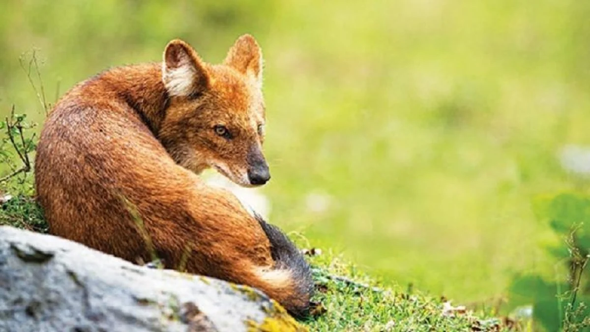 Mari Mengenal Ajag, Anjing Hutan Langka yang Masih Berkeliaran di Nusantara 