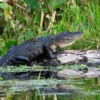 4 Fakta Unik Alligatoridae, Ukuran Lebih Kecil dari Buaya 