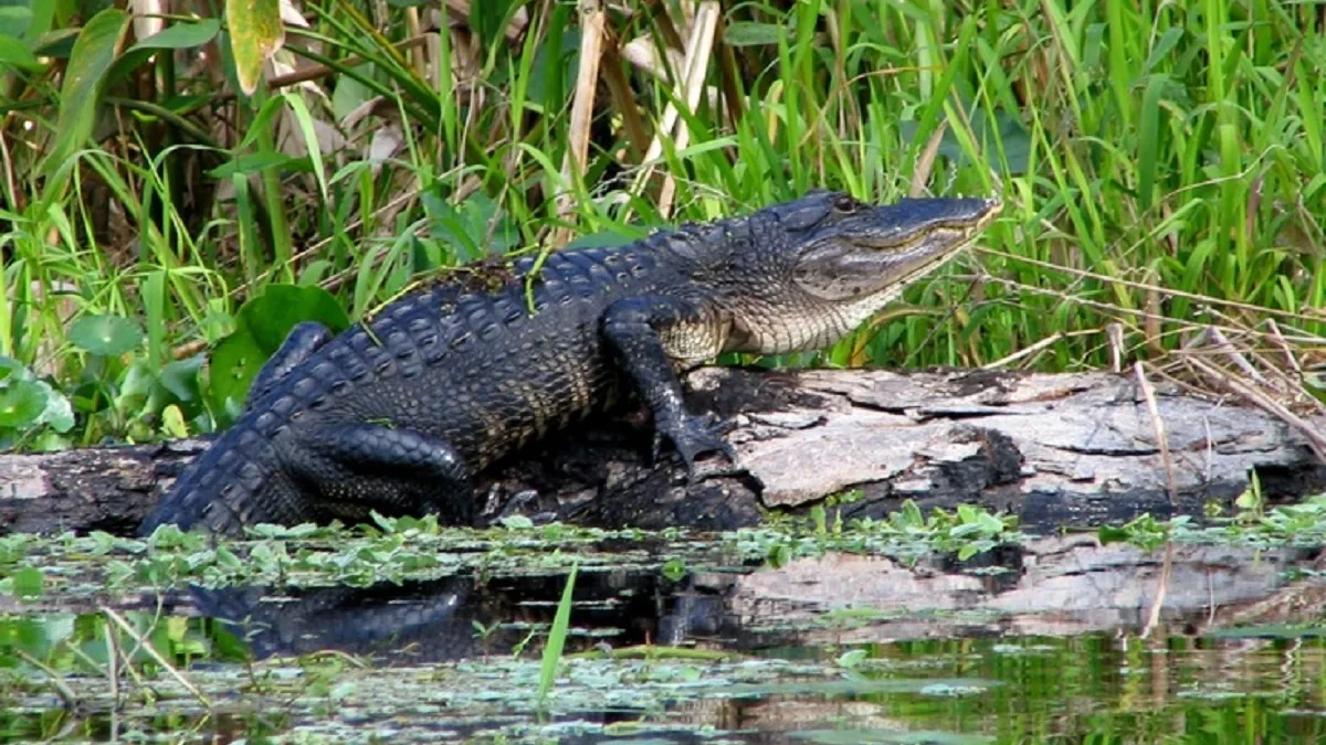 4 Fakta Unik Alligatoridae, Ukuran Lebih Kecil dari Buaya 