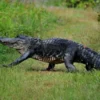 5 Fakta Tentang Aligator, Bisa Bertahan Dalam Kondisi di Air Beku 