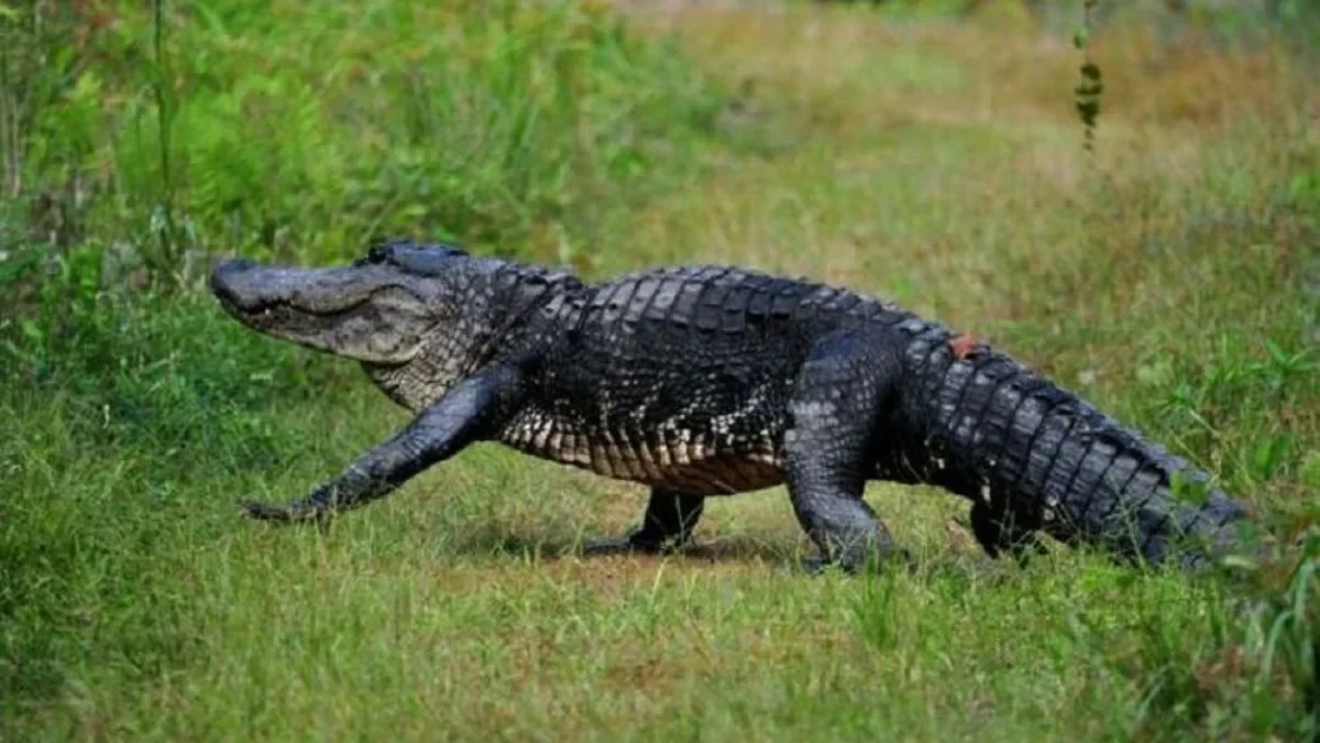 5 Fakta Tentang Aligator, Bisa Bertahan Dalam Kondisi di Air Beku 