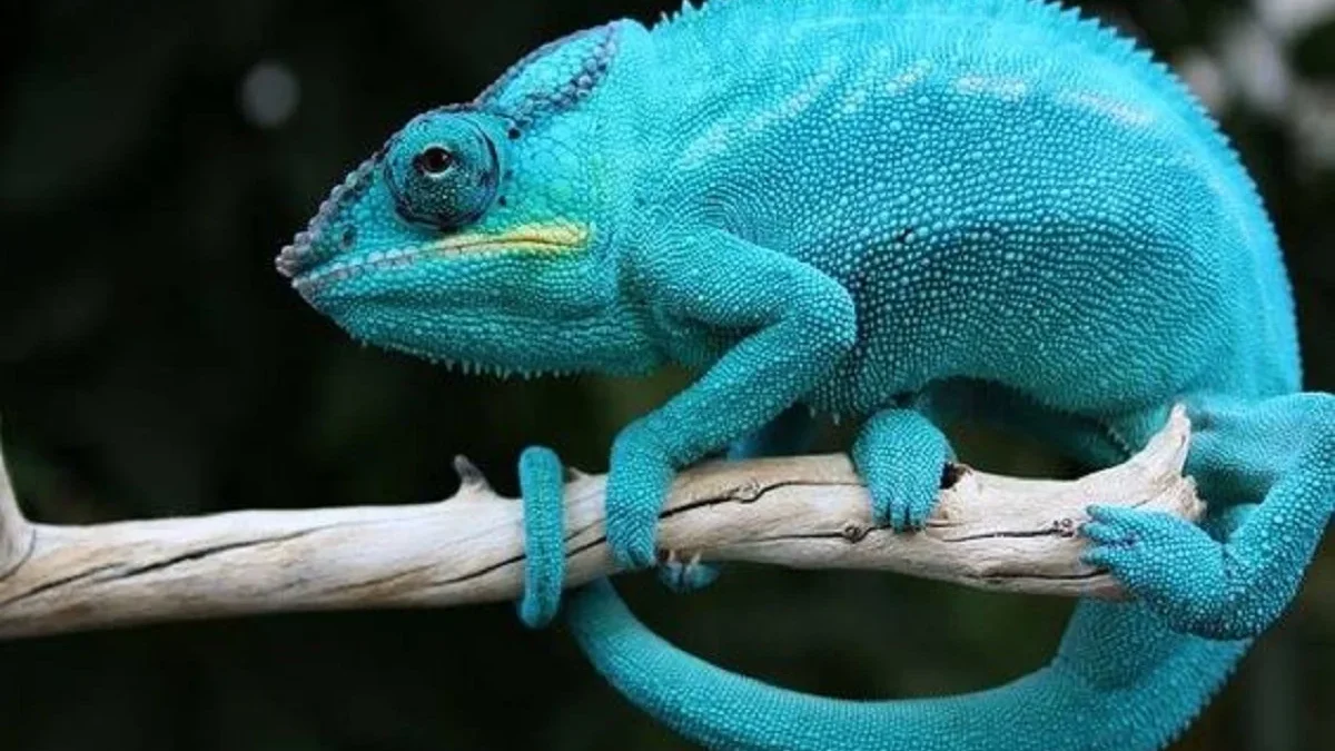 Sangat Indah Sekali dan Berwarna, Hewan Paling Warna-Warni yang Cantik di Dunia, Bak Pelangi