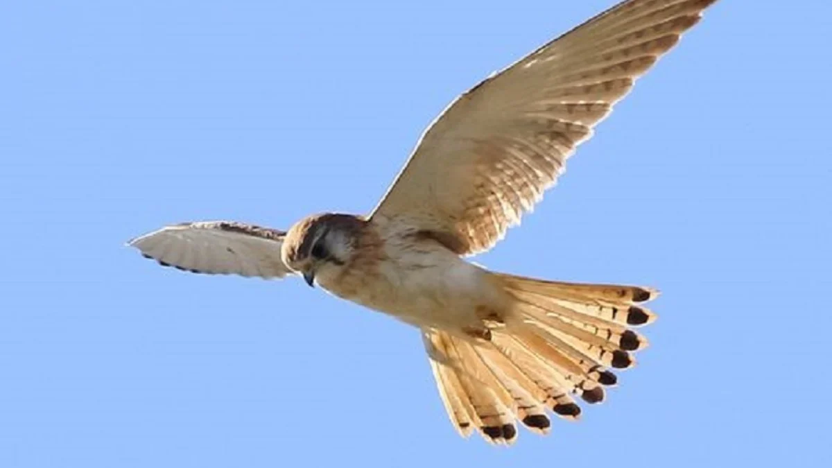 Jenis Burung Pemangsa yang Mungil dan Cepat, Fakta Unik Burung Alap - Alap Layang