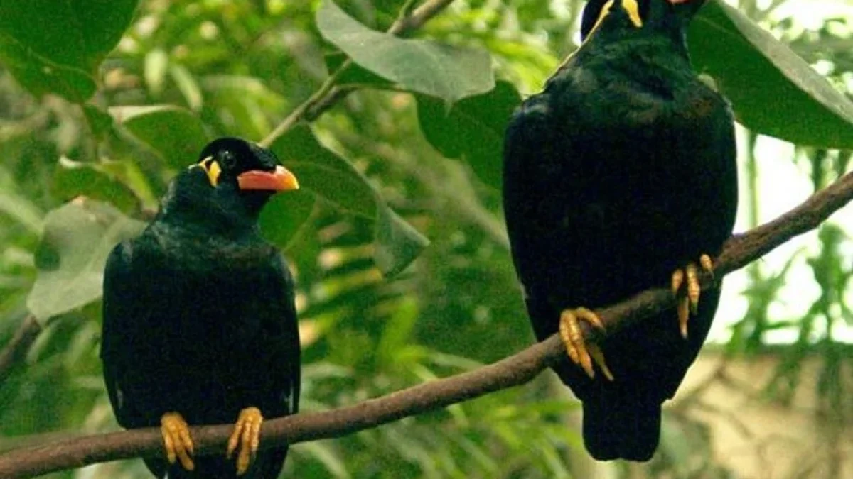 Burung yang Sangat Setia Seumur Hidup, Fakta Menarik Burung Beo, Burung yang Memiliki Kicau yang Indah