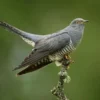 Kerap Memasukan Telurnya ke Sarang Burung Lain, Fakta Menarik Burung Cuckoo Kerap Disebut Burung Parasit