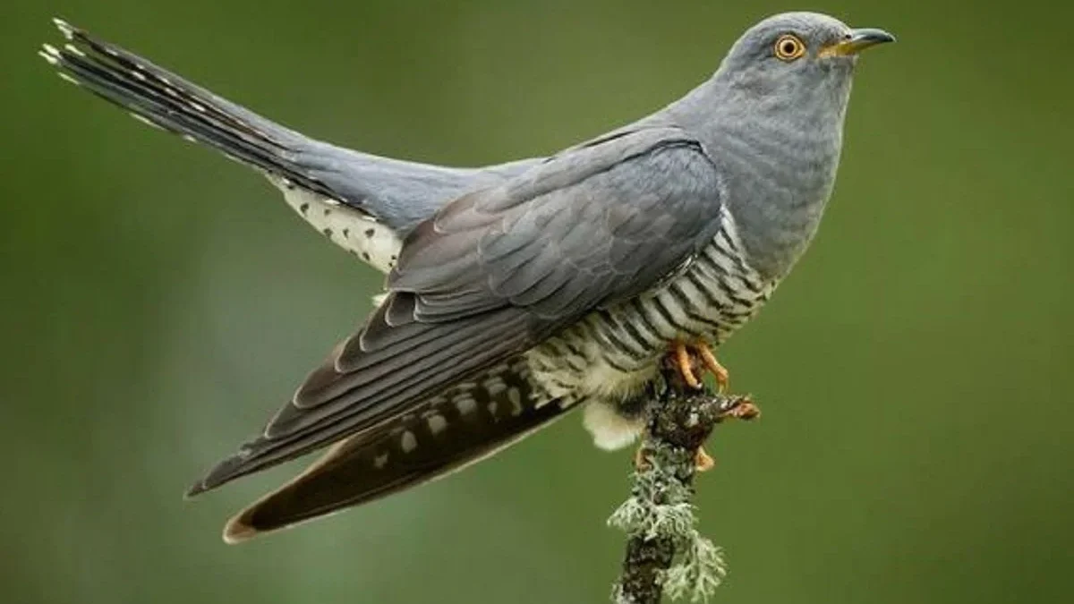 Kerap Memasukan Telurnya ke Sarang Burung Lain, Fakta Menarik Burung Cuckoo Kerap Disebut Burung Parasit