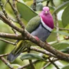 5 Jenis Burung Dara Buah yang Hidup di Indonesia, Memiliki Warna yang Eksotis 