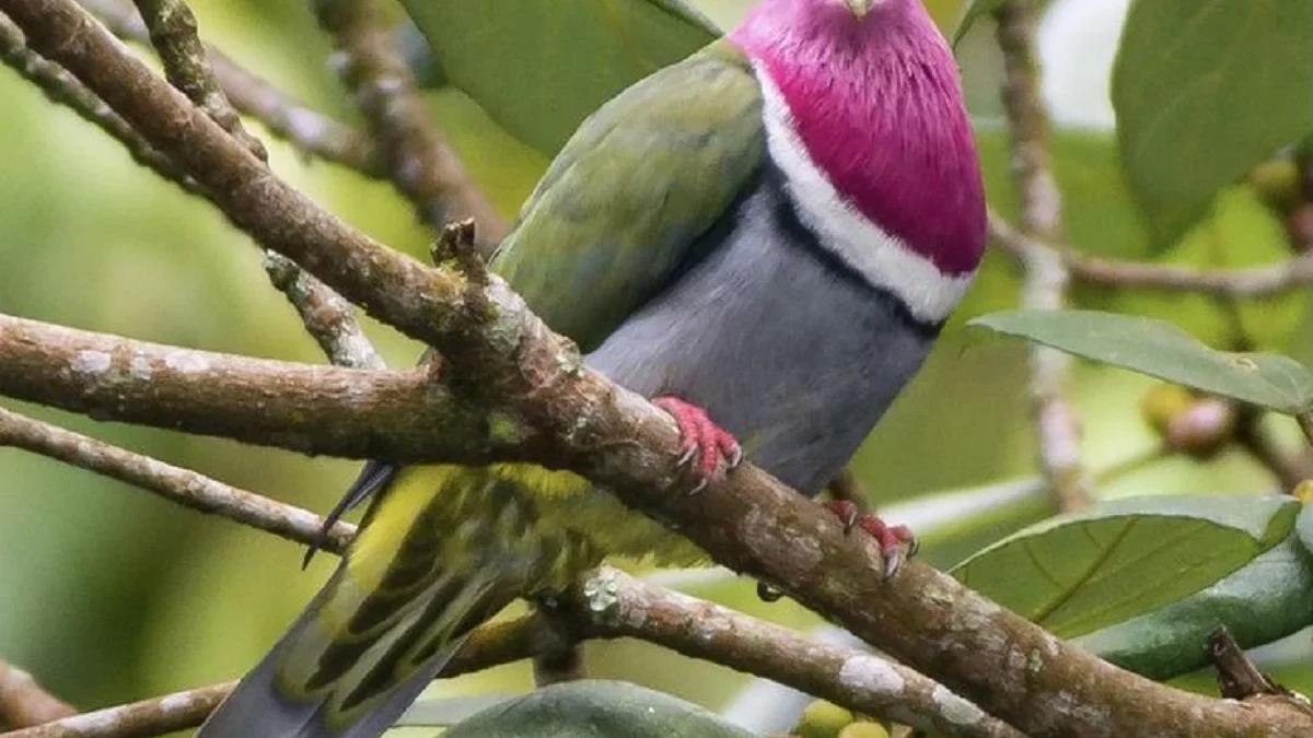 5 Jenis Burung Dara Buah yang Hidup di Indonesia, Memiliki Warna yang Eksotis 