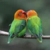 Kamu Suka Burung Love Bird Berikut, 7 Jenis Burung Lovebird yang Sering Kita Jumpai Di Pasaran 