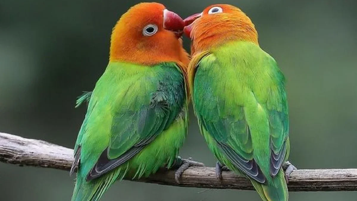 Kamu Suka Burung Love Bird Berikut, 7 Jenis Burung Lovebird yang Sering Kita Jumpai Di Pasaran 