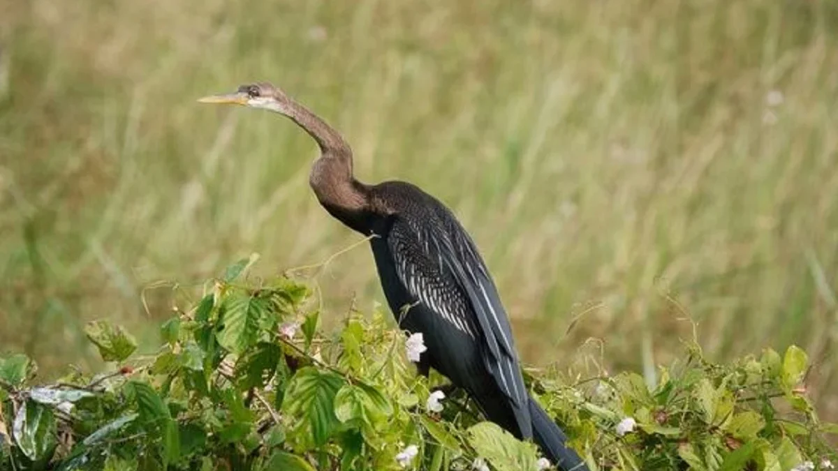 Bisa Menyelam, 5 Burung yang Ahli dalam Berenang dan Menyelam Bisa Menyelam di Kedalaman 300 Meter 