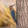 Sungguh Sangat Luar Biasa Sekali Bisa Bertahan di Lingkungan Keras, 7 Burung yang Hidup Di gurun