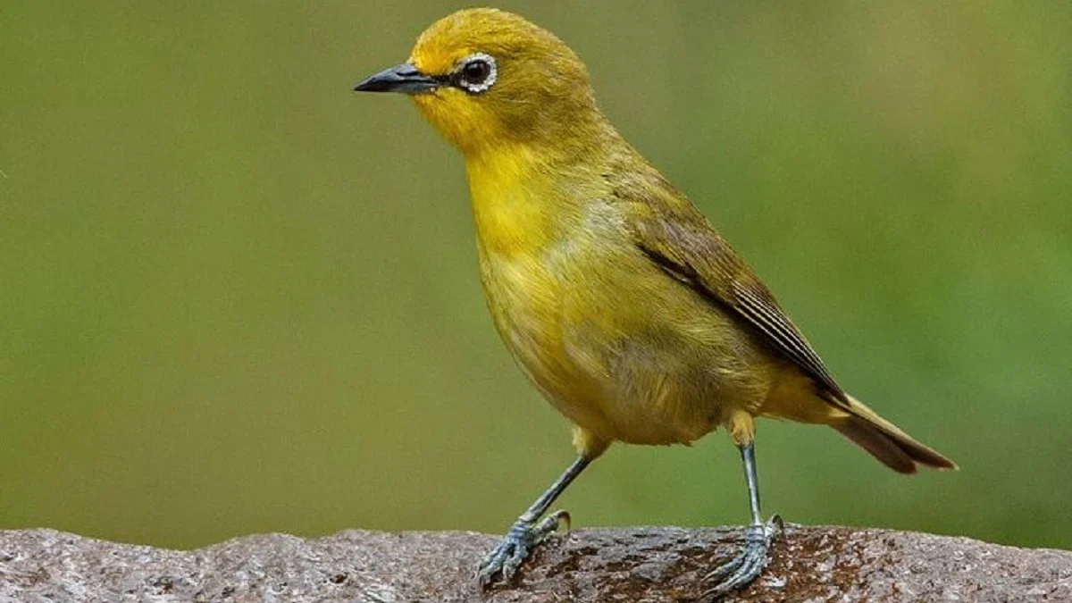 Sangat Disukai Oleh Penghobi Burung Kicau, 7 Jenis Burung Pleci yang Bagus